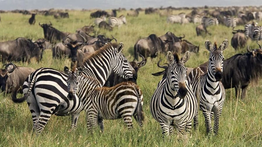 Maasai Mara Adventure