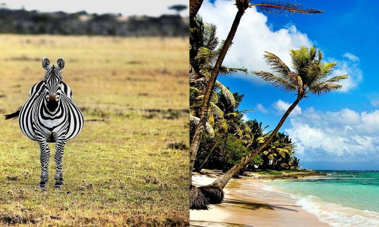 Maasai Mara Adventure