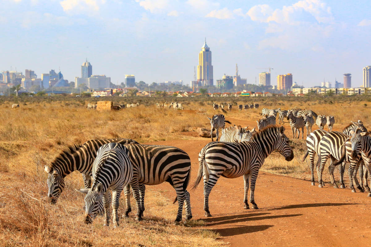 Nairobi National Park – Safari at the City’s Edge