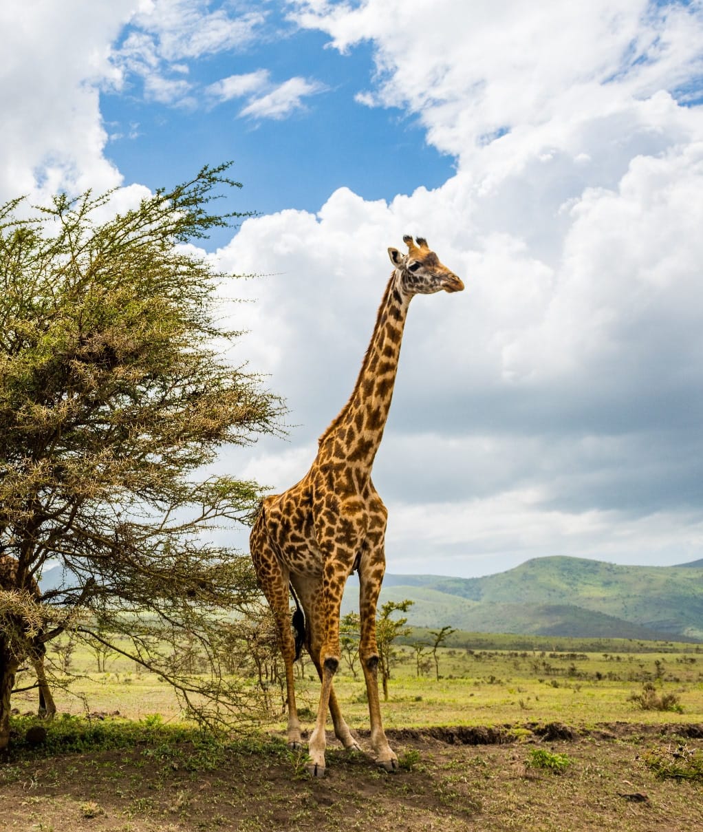 Maasai Mara Adventure